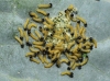 Pieris brassicae