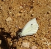 Pieris rapae