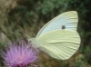 Pieris rapae