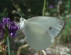 Pieris rapae