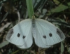 Pieris rapae