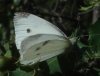 Pieris rapae