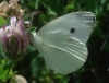 Pieris rapae