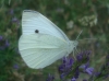 Pieris rapae