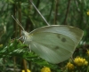 Pieris rapae