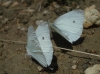 Pieris rapae