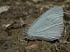 Pieris rapae