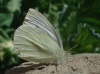 Pieris rapae