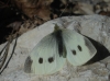 Pieris rapae