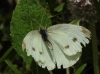 Pieris rapae