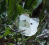 Pieris rapae