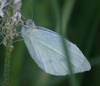 Pieris rapae