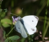 Pieris rapae