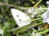 Pieris rapae
