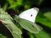 Pieris rapae