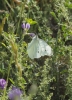 Pieris rapae