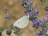 Pieris rapae