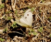 Pieris rapae
