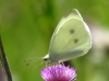 Pieris rapae