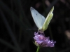Pieris rapae