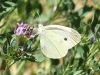 Pieris rapae