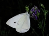 Pieris rapae