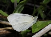 Pieris rapae