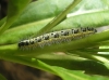 Pieris brassicae
