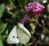 Pieris brassicae