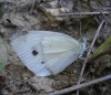 Pieris rapae