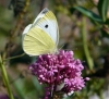 Pieris rapae