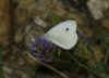 Pieris rapae