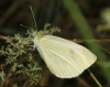 Pieris rapae