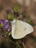 Pieris rapae