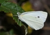 Pieris rapae
