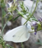 Pieris rapae