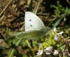 Pieris rapae