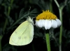 Pieris rapae