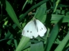Pieris rapae