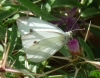 Pieris rapae