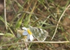 Pontia daplidice Pontia daplidice