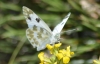 Pontia daplidice Pontia daplidice
