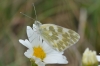 Pontia daplidice