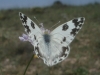 Pontia daplidice Pontia daplidice
