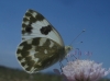 Pontia daplidice Pontia daplidice