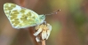 Pontia daplidice Pontia daplidice