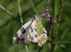 Pontia daplidice Pontia daplidice