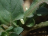 Pontia daplidice Pontia daplidice