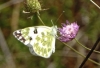 Pontia daplidice Pontia daplidice
