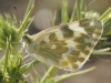 Pontia daplidice Pontia daplidice